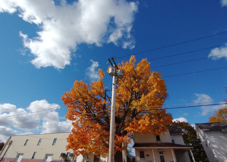 Orange Tree and Sky